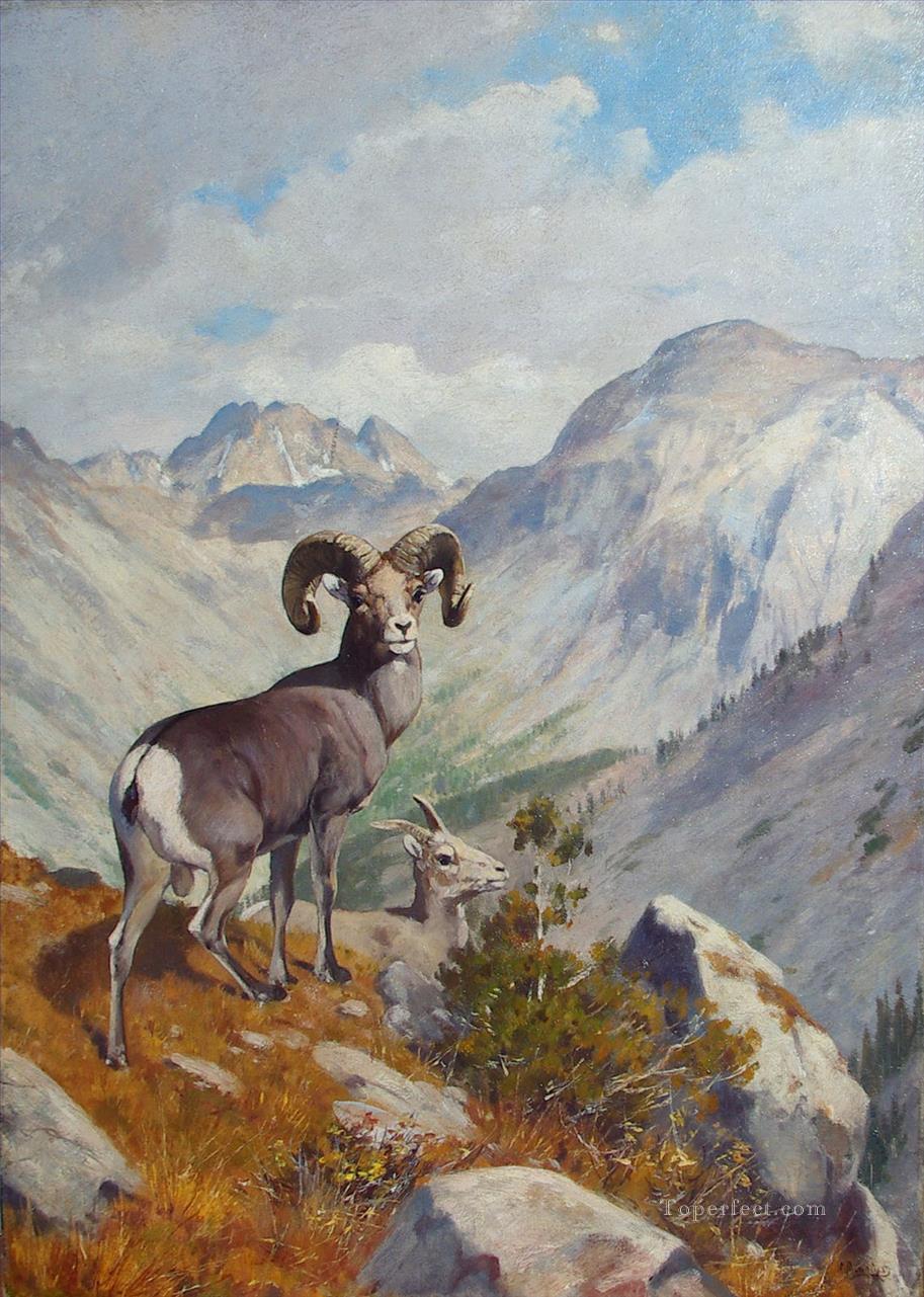 rungius bighorn and mountain goat Oil Paintings